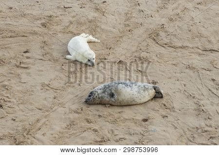 Seals In Winter On The Beach, Horsey, Norfolk, Uk In The Evening, December 2015