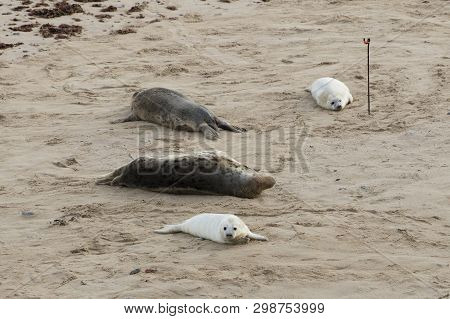 Seals In Winter On The Beach, Horsey, Norfolk, Uk In The Evening, December 2015
