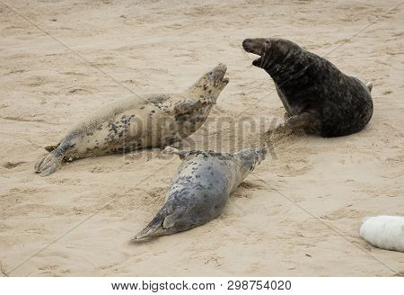 Seals In Winter On The Beach At Winterton On Sea, Norfolk, Uk In The Evening, December 2017