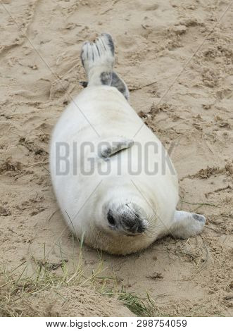Seals In Winter On The Beach At Winterton On Sea, Norfolk, Uk In The Evening, December 2017