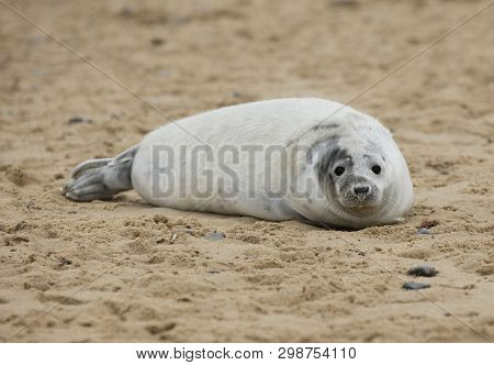 Seals In Winter On The Beach At Winterton On Sea, Norfolk, Uk In The Evening, December 2017