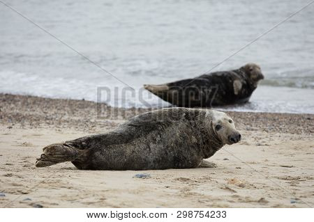 Seals In Winter On The Beach At Winterton On Sea, Norfolk, Uk In The Evening, December 2017