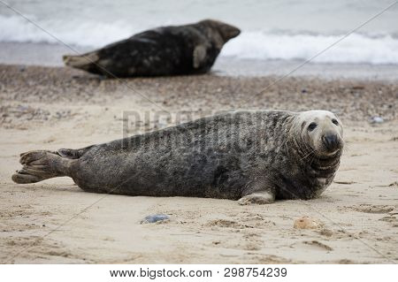 Seals In Winter On The Beach At Winterton On Sea, Norfolk, Uk In The Evening, December 2017