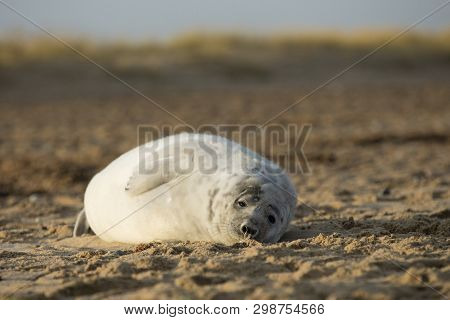 Seals In Winter On The Beach At Winterton On Sea, Norfolk, Uk In The Evening, December 2017