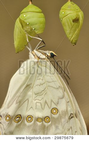 Eclosion macaone bianco