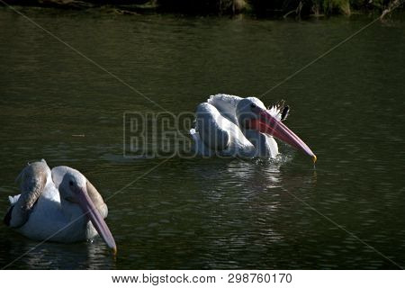 White Pelicans Fishing In The Early Morning Sunlight