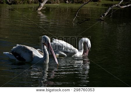Pair Of White Pelicans Swimming Around Dead Timber