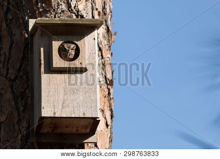 Eastern Screech Owl Megascops Asio In A Birdhouse
