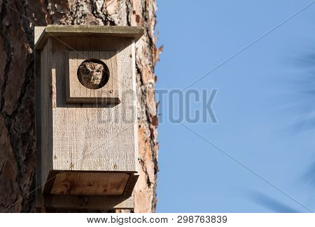 Eastern Screech Owl Megascops Asio In A Birdhouse