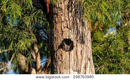 Perched Inside A Pine Tree, An Eastern Screech Owl Megascops Asio Peers Out From The Nest Hole