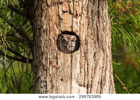 Perched Inside A Pine Tree, An Eastern Screech Owl Megascops Asio Peers Out From The Nest Hole