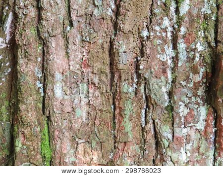 Close Of The Rough Texture Of A Cedar Trunk Bark Surface.