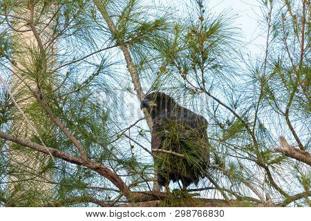 Sitting On A Branch After Leaving The Nest, A Juvenile Fledgling Bald Eaglet Haliaeetus Leucocephalu