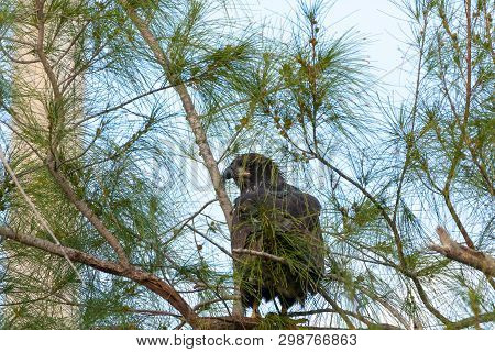 Sitting On A Branch After Leaving The Nest, A Juvenile Fledgling Bald Eaglet Haliaeetus Leucocephalu