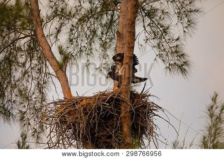 Juvenile Baby Bald Eaglet Haliaeetus Leucocephalus In A Nest