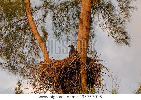 Juvenile Baby Bald Eaglet Haliaeetus Leucocephalus In A Nest