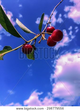 Red Cherry Berries On A Branch Blue Sky With White Clouds