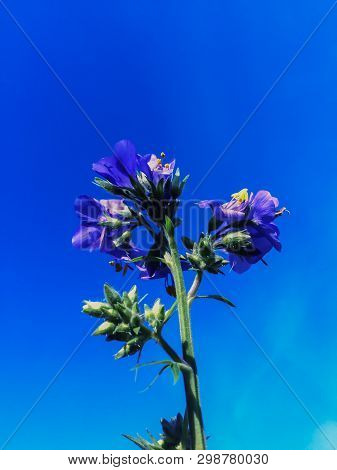 Dark-blue Flowers On The Clear Blue Sky