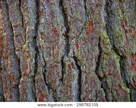 Old-growth White Pine Bark, Temagami, Ontario, Canada
