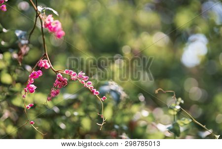 Pink Small Flowers In Green Nature Garden With Green Bokeh For Wallpaper Or Background. Flowers Of A