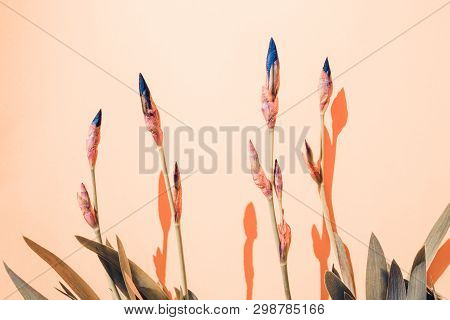 Dark Blue Ires Flowers On Soft Pink Background Lighted By The Sun.