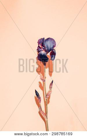 Dark Blue Ires Flowers On Soft Pink Background Lighted By The Sun.