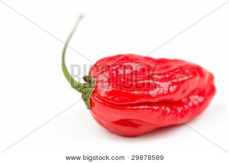 Naga Morich