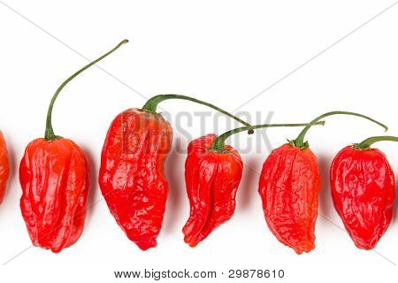 Naga Morich