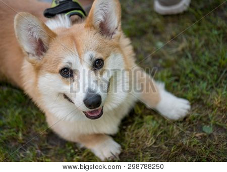 Portrait of funny adorable dog Welsh Corgi. Pets walking outdoor adventure at spring or summer park. Top view.