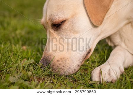 Beautiful dog breed labrador retriever on walk in park. Close-up of Dog sniffing the green grass in sity park. Pet and domestic animal concept.