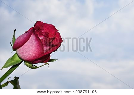 Very Nice Colorful Rose In The Sunshine