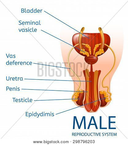 Male Reproductive System Anatomical Banner With Close Up View Of Mans Genitals With Designation Of A