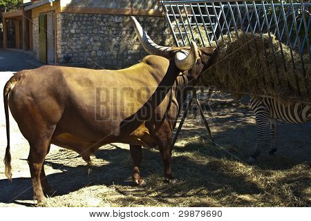 Watusi boğa