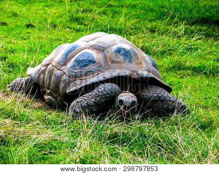 A Large Lazy Turtle Eats Grass In A Lying Position