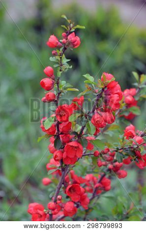 Japanese Quince or Chaenomeles japonica. Flowers of Chaenomeles japonica in the spring garden