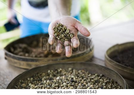 Hand Holding Raw Kopi Luwak Coffee Beans On Coffee Farm