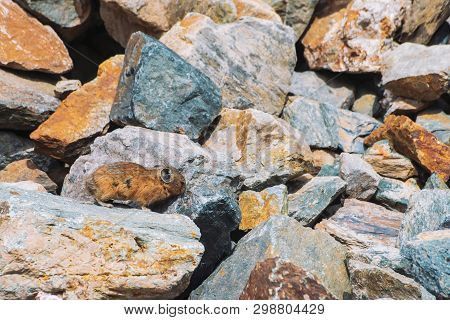 Pika Rodent On Stones In Highlands. Small Curious Animal On Colorful Rocky Hill. Little Fluffy Cute 