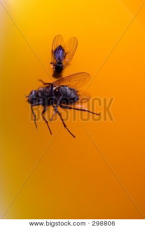 Fluer på Orange