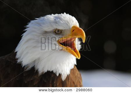 Águila calva americana