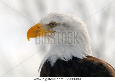 Águila calva americana