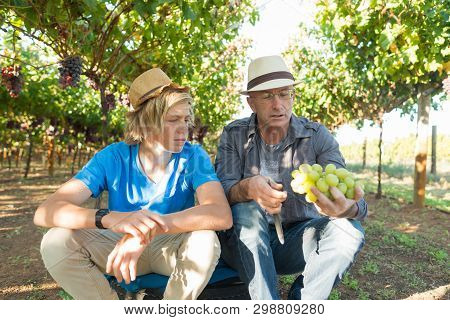 Agricultural Checking Quality Wine Grapes In Vineyard. Winemaker Examining Wite Grapes. Traditional 