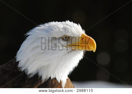 Águila calva americana