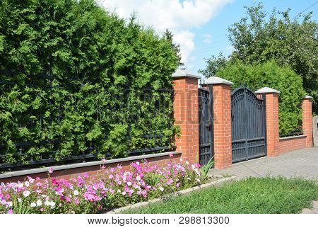 Green Hedges Or Green Fence Design With Metal Door And Metal Garage Gate. Green Hedge From Thyja Occ