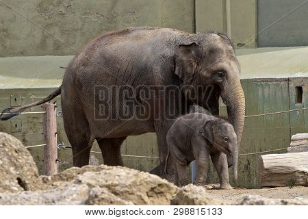 The Asian Elephant, Elephas Maximus Also Called Asiatic Elephant, Is The Only Living Species Of The 