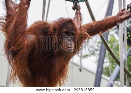The Orangutans, Pongo Also Spelled Orang-utan, Orangutang, Or Orang-utang Are Three Extant Species O