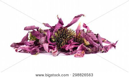 Dried Echinacea Flowers, Isolated On White Background. Medicinal Herbs.