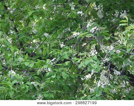 Nature In Spring..these Beautiful White Flowers Belong To The Common Bird Cherry (prunus Padus).
