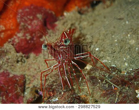 Closeup And Macro Shot Of Hinge-beak Shrimp Rhynchocinetes Durbanensis On Hard Coral During Leisure 