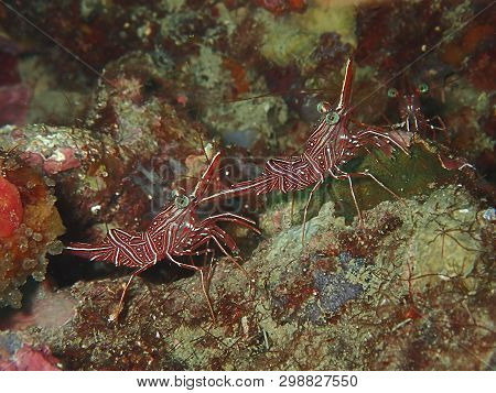 Closeup And Macro Shot Of Hinge-beak Shrimp Rhynchocinetes Durbanensis On Hard Coral During Leisure 