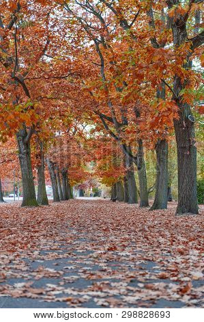 Colorful Red And Yellow Foliage Trees In Garden During Autumn At Wilhelm Külz Park In City Of Leipzi